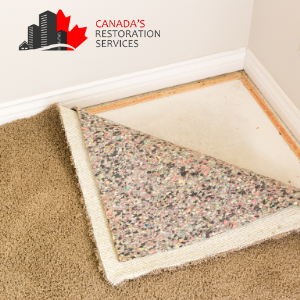 mold inspection under home carpets and walls