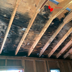 attic mold removal Toronto