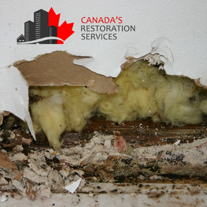 attic mold removal Vaughan