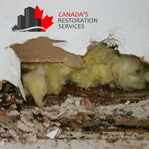 attic mold removal Toronto