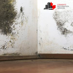 mold removal Mississauga