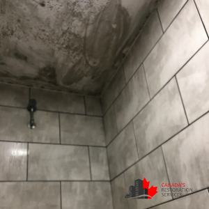 bathroom mold removal Toronto