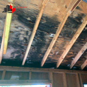 black mold in Toronto infesting attic beams