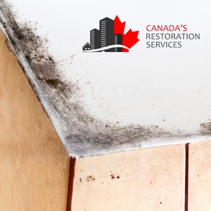 mold inspection Toronto