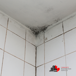 mold testing in Vancouver