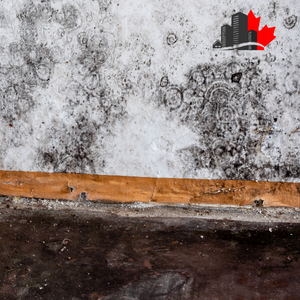 black mold removal Toronto