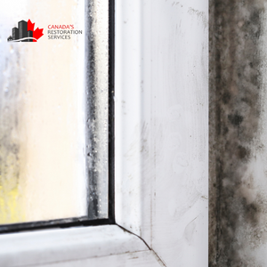 mold inspection services