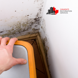 mold inspection Toronto