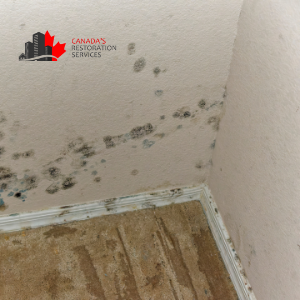 mold remediation Toronto