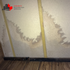 mold removal Mississauga