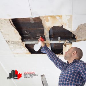 mold removal costs Toronto