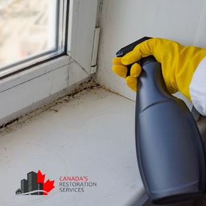 mold removal costs