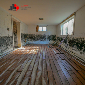 mold removal Ottawa