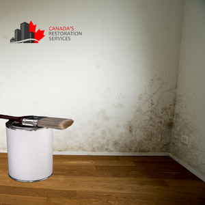 mold removal company Toronto