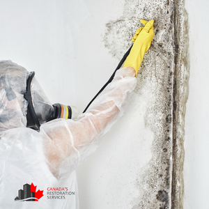 mold testing services Toronto