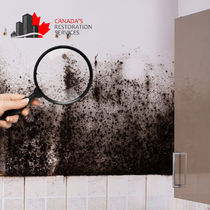 mold removal services Toronto