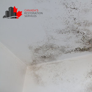 mold removal Toronto