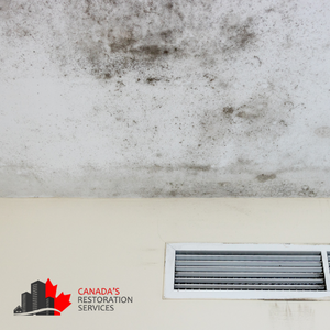 mold removal Mississauga