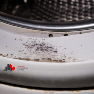 mold inspections Vancouver