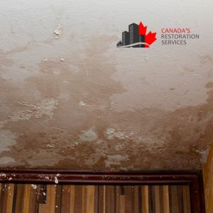 water damage and mold remediation Toronto