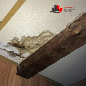 water damage and mold removal