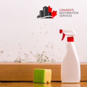 black mold removal Toronto