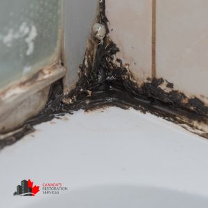 mold removal services Toronto