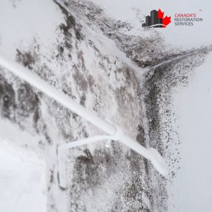 black mold removal from wall in Ottawa