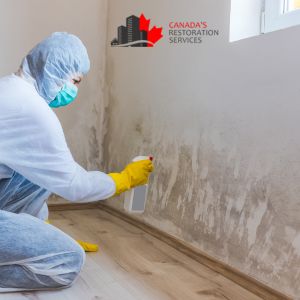 professional mold removal services