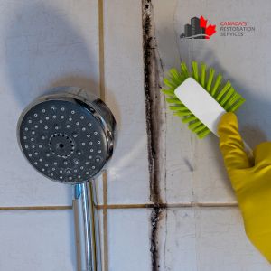 bathroom mold removal services Toronto