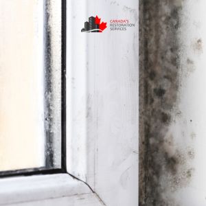 mold removal Toronto