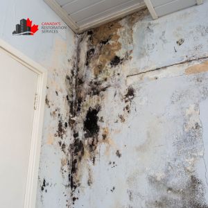 water damage and mold removal