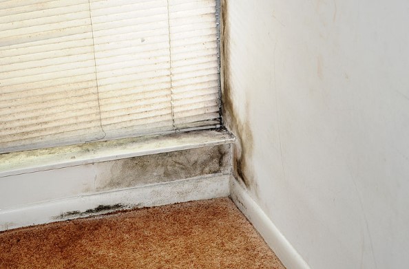 toxic black mold testing