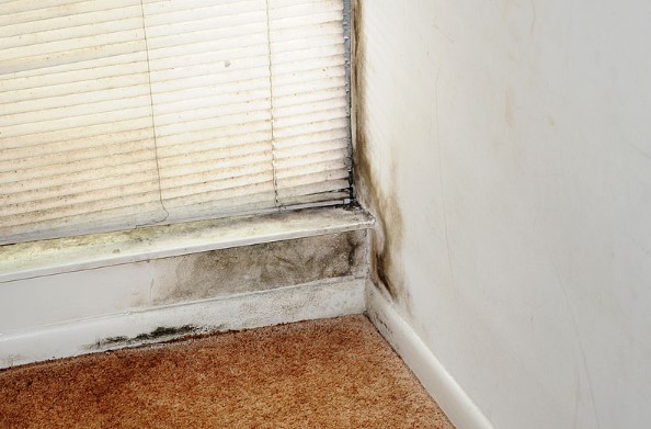 toxic black mold testing