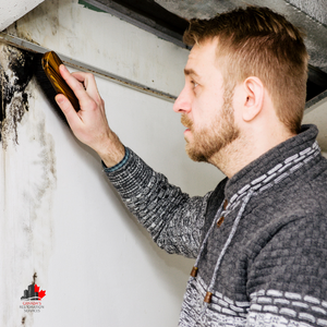 mold removal services