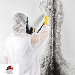 mold inspection Ottawa