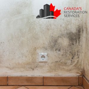 mold testing Toronto