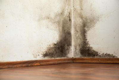 Mold inspection services