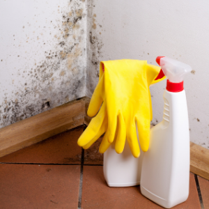 DIY black mold removal