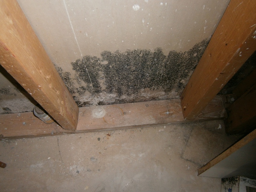 mold and water damage restoration from crawl space