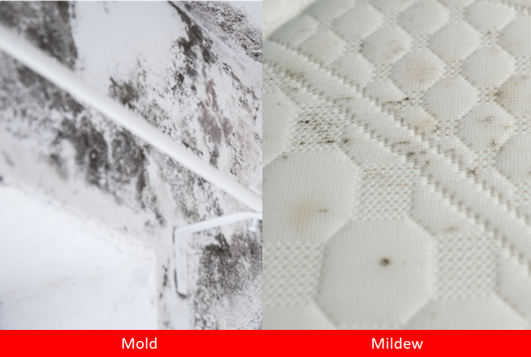 Mold vs Mildew - The difference