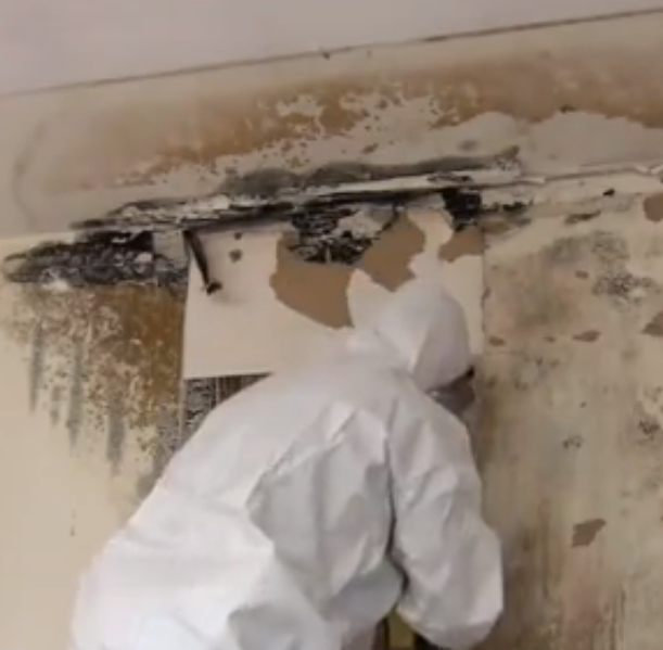 Black Toxic Mold Restoration Specialist