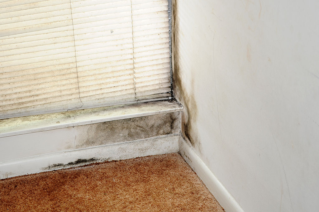 Remediation & Removal of Mould Growth
