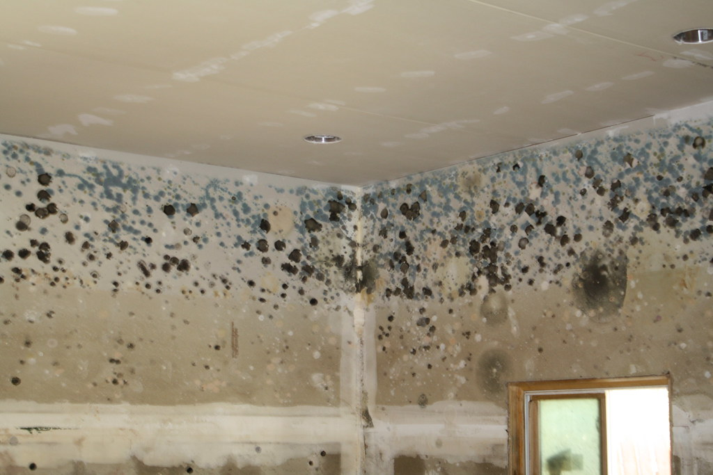 Mold Removal & Remediation Specialist