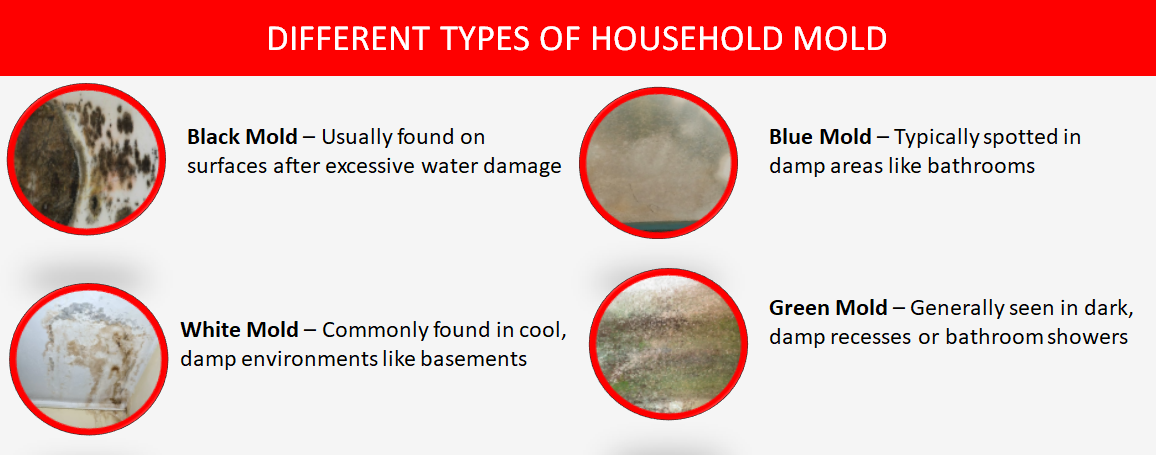 Types of Mold in Toronto and GTA