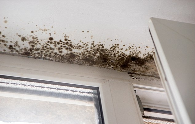 mold removal from windows 