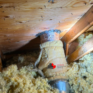 black mold in attic for removal