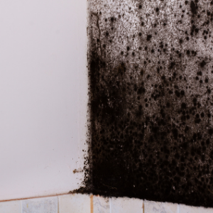 black mold removal in toronto