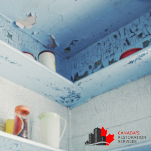 mold removal services Edmonton