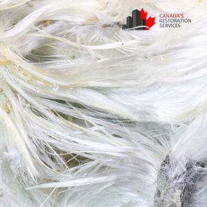 asbestos removal cost